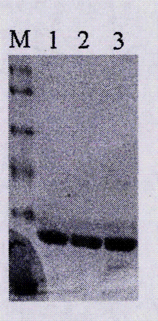 Preparation method for subunit vaccines of Cryptocaryon irritans and application of subunit vaccines of Cryptocaryon irritans