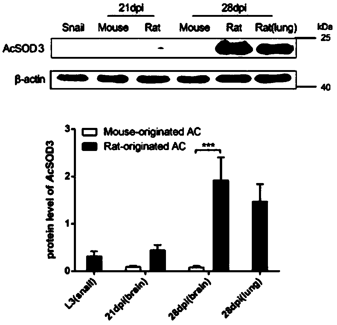 Application of miR-101b-3p in diagnosis and adjuvant treatment of angiostrongylus cantonensis