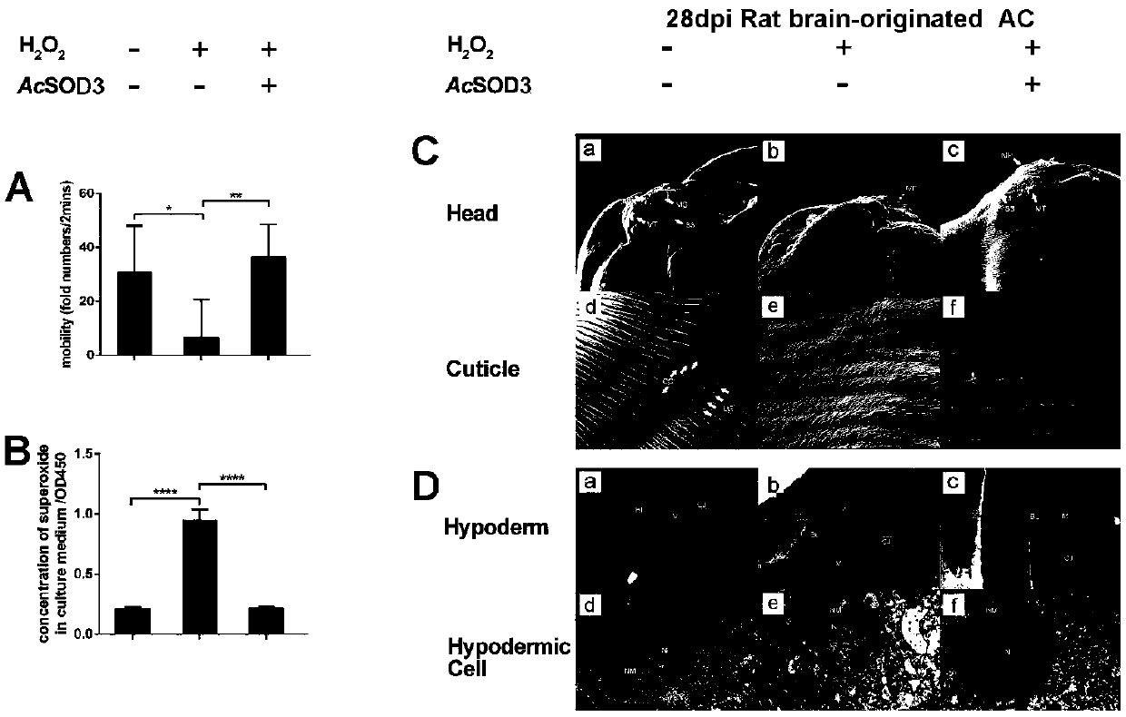 Application of miR-101b-3p in diagnosis and adjuvant treatment of angiostrongylus cantonensis