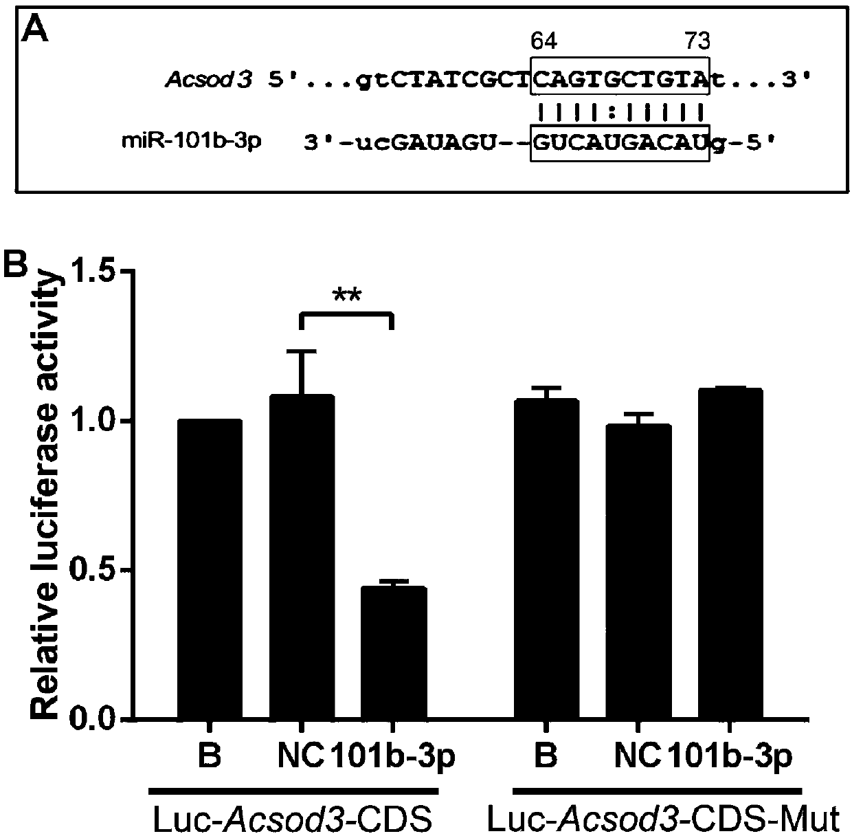 Application of miR-101b-3p in diagnosis and adjuvant treatment of angiostrongylus cantonensis