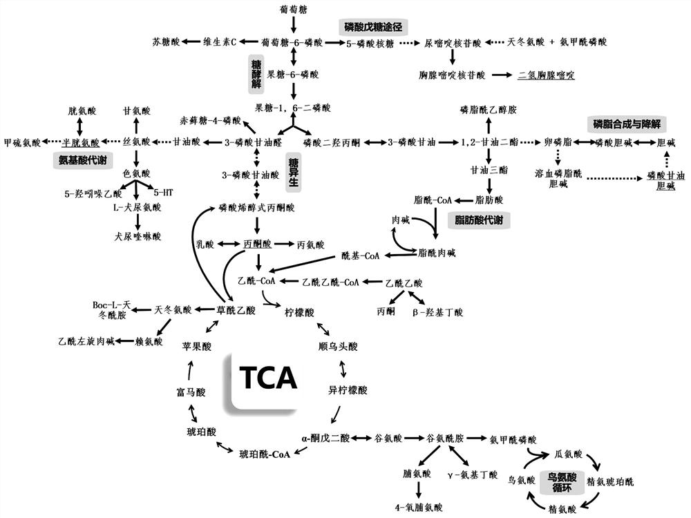 Method for identifying abnormal energy metabolism pathway of depression based on stable isotope tracing metabonomics