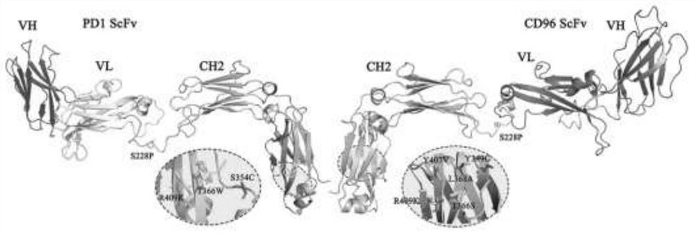 Bispecific antibody targeting CD96 as well as preparation method and application of bispecific antibody