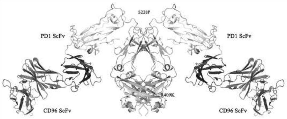 Bispecific antibody targeting CD96 as well as preparation method and application of bispecific antibody