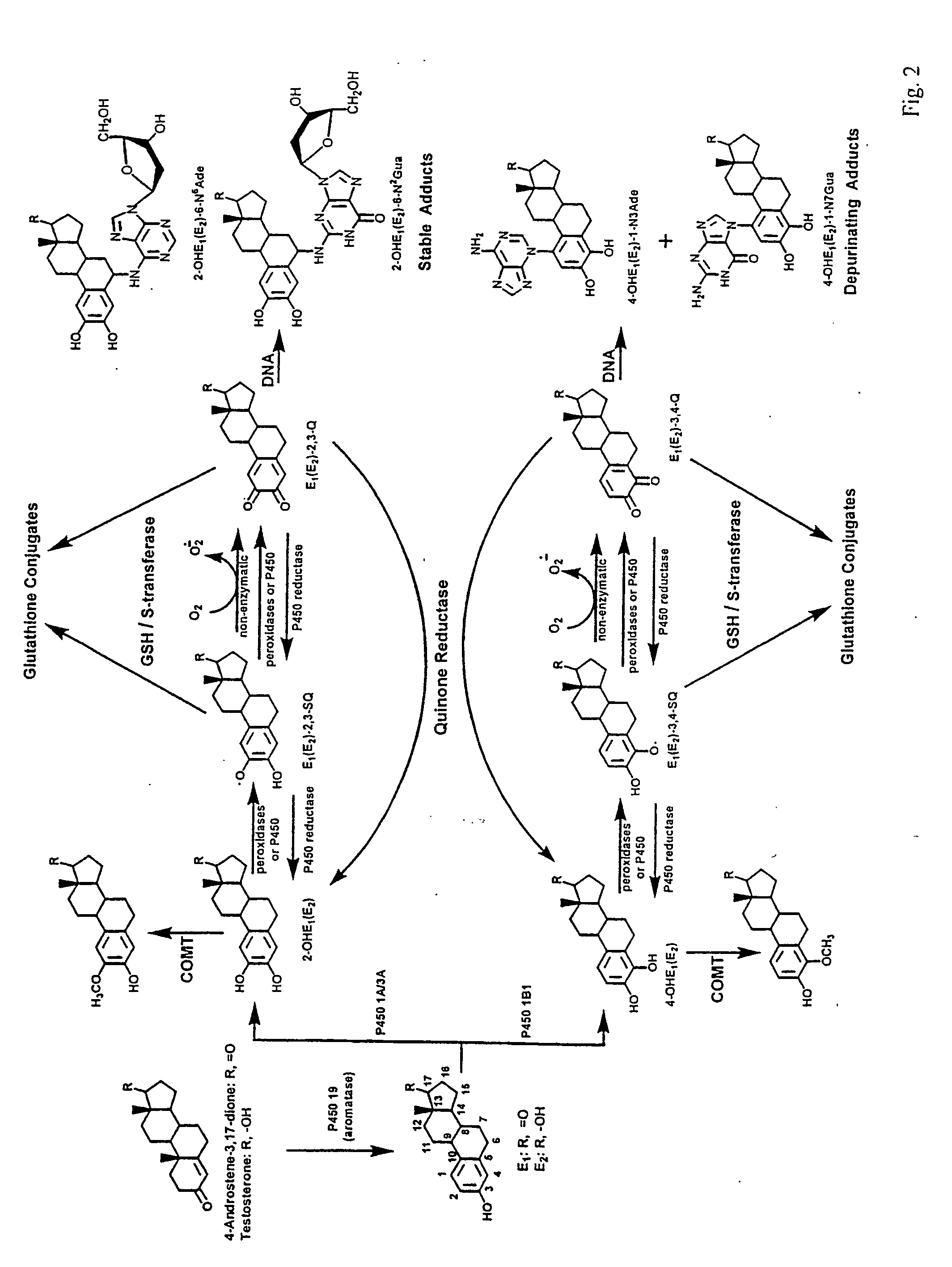 Unifying mechanism and methods to prevent cancer and neurodegenerative diseases