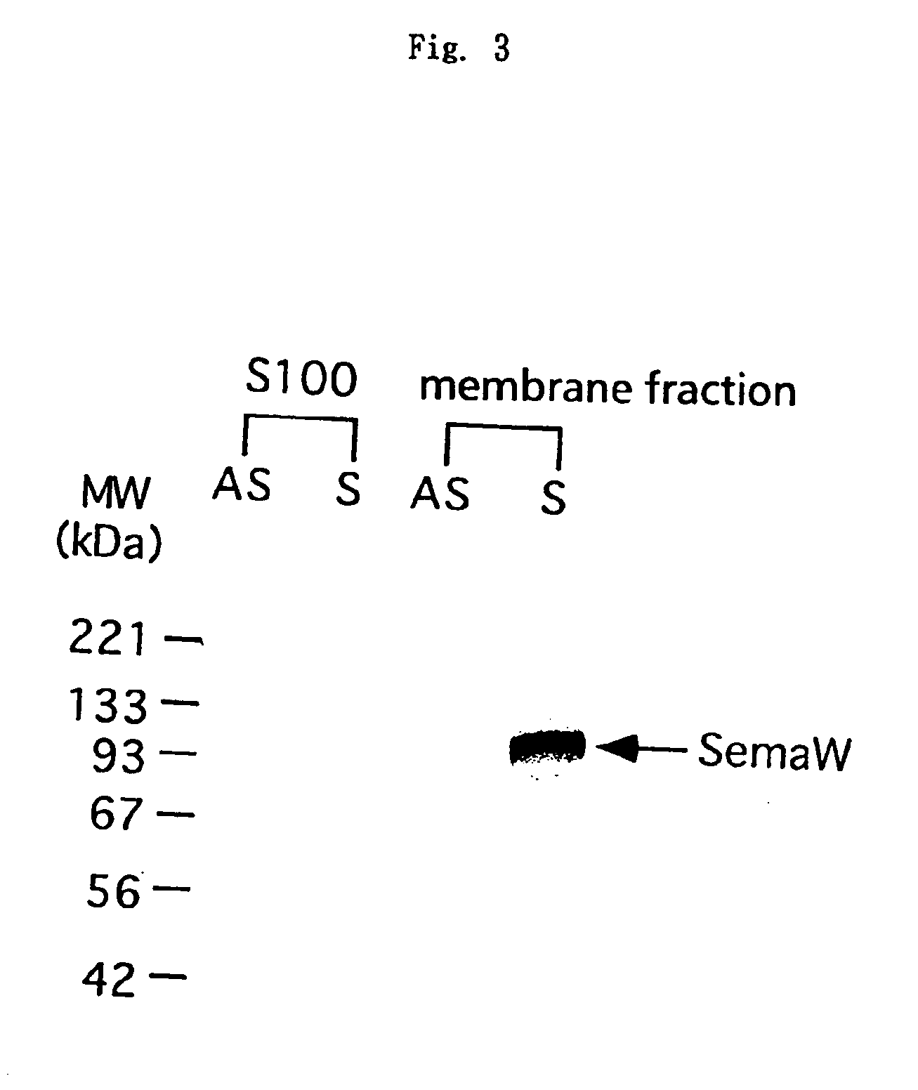 Semaphorin gene: Semaphorin W