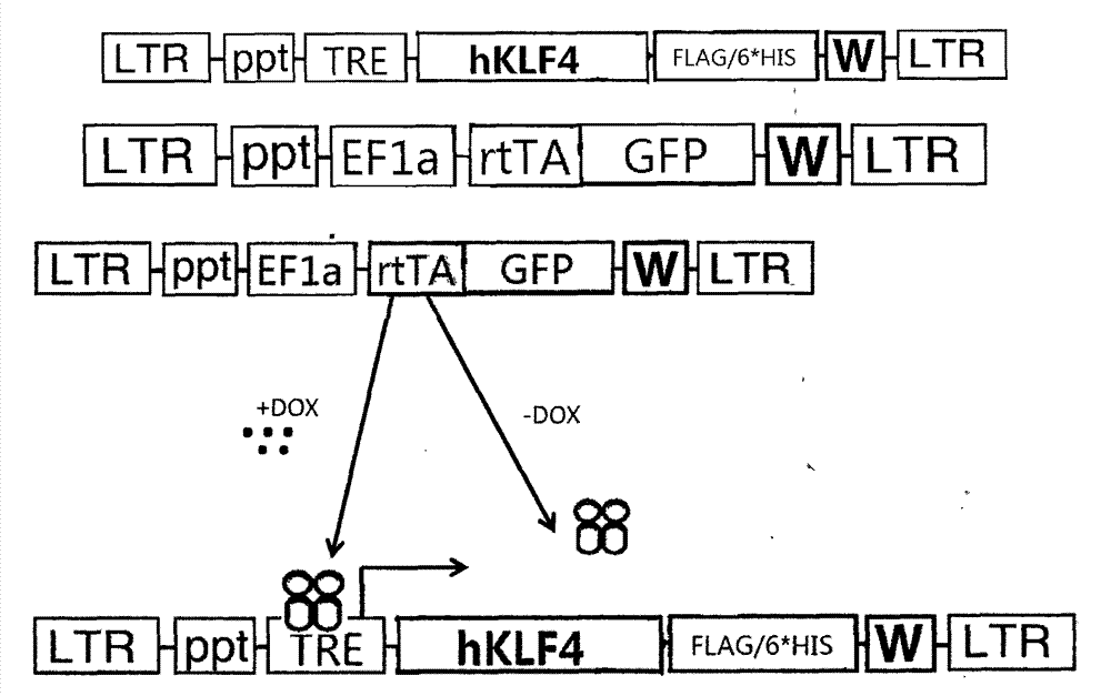 Method for degrading BCL11B protein