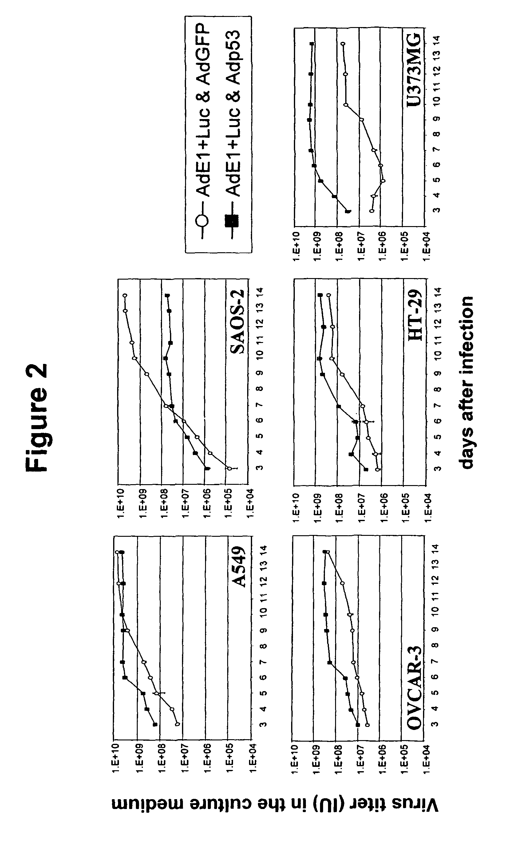 Viruses with enhanced lytic potency