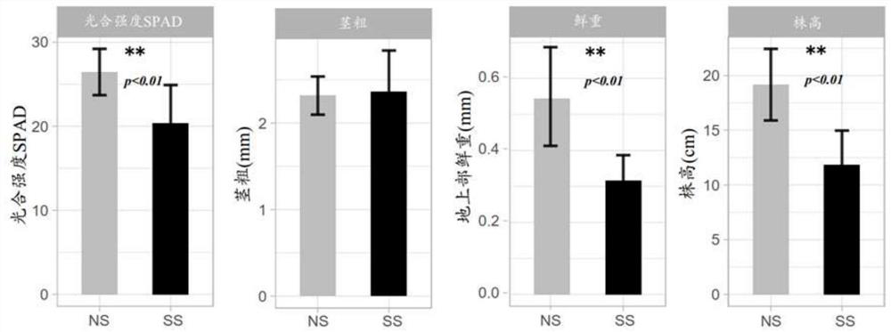 Composite flora for preventing and controlling outbreak of maize seed fusarium and application of composite flora