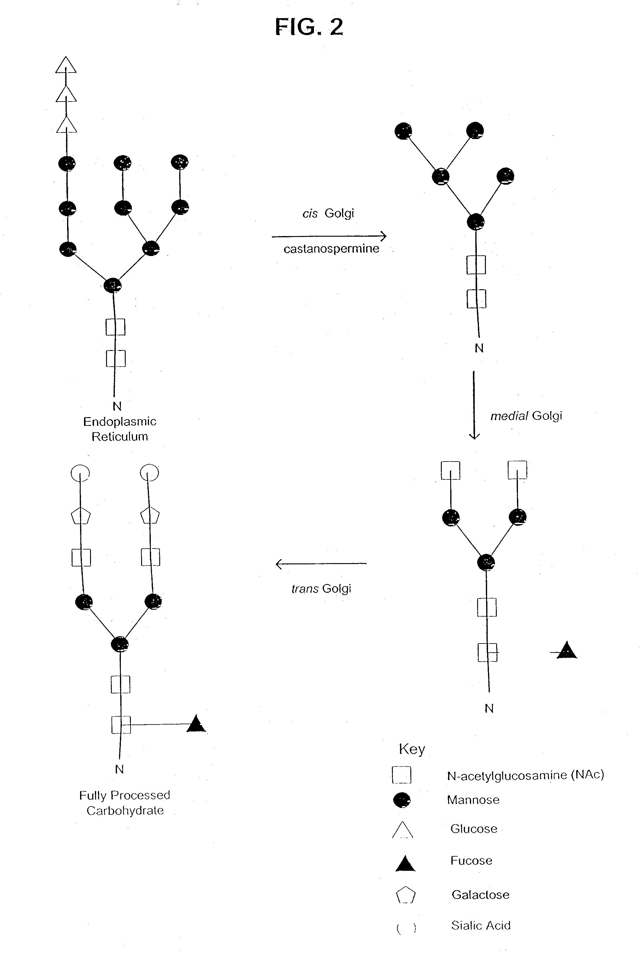 Glycoprotein compositions