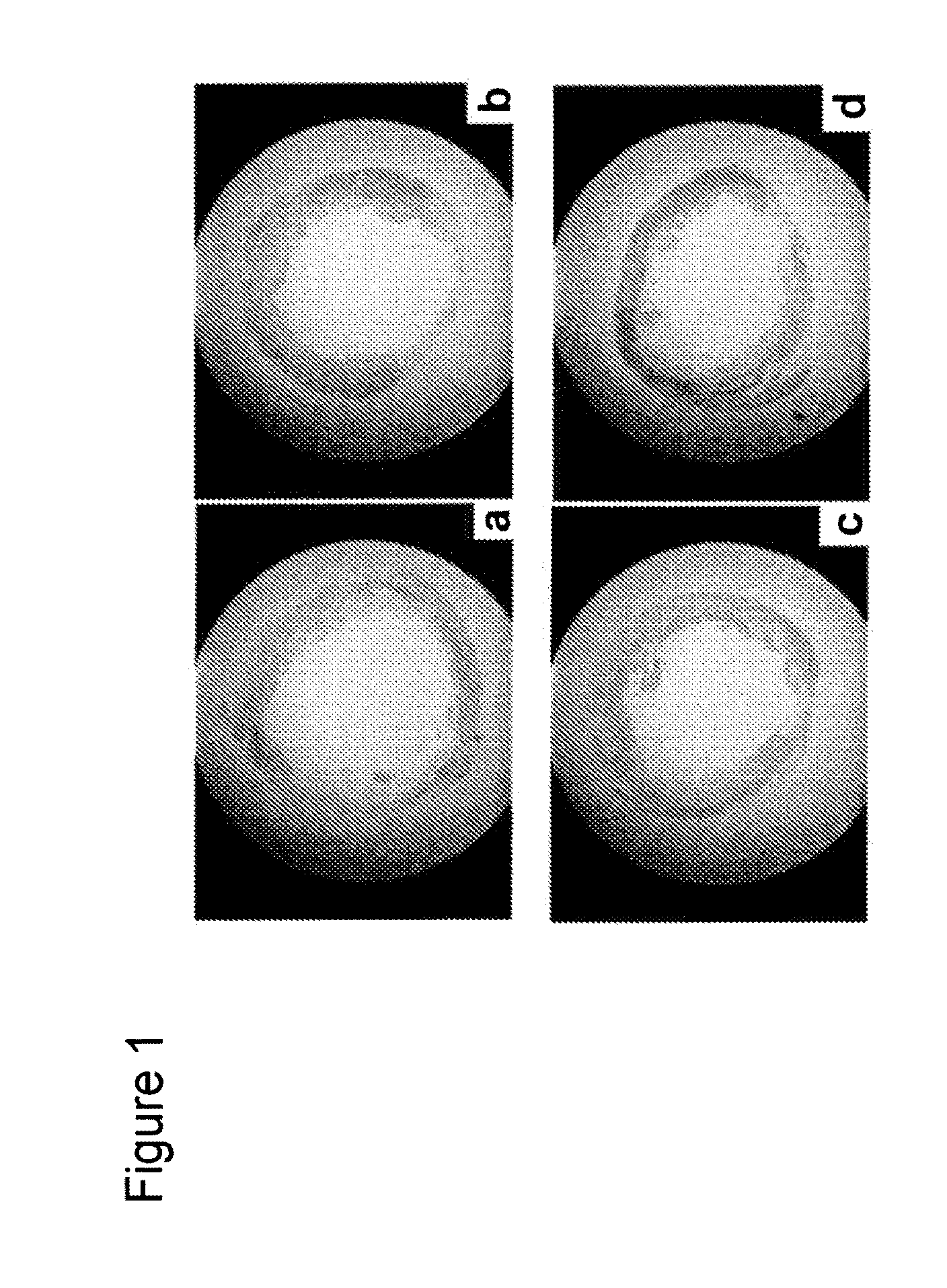 Neuregulin And Cardiac Stem Cells