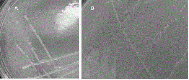 Sphingomonas sp. and its application