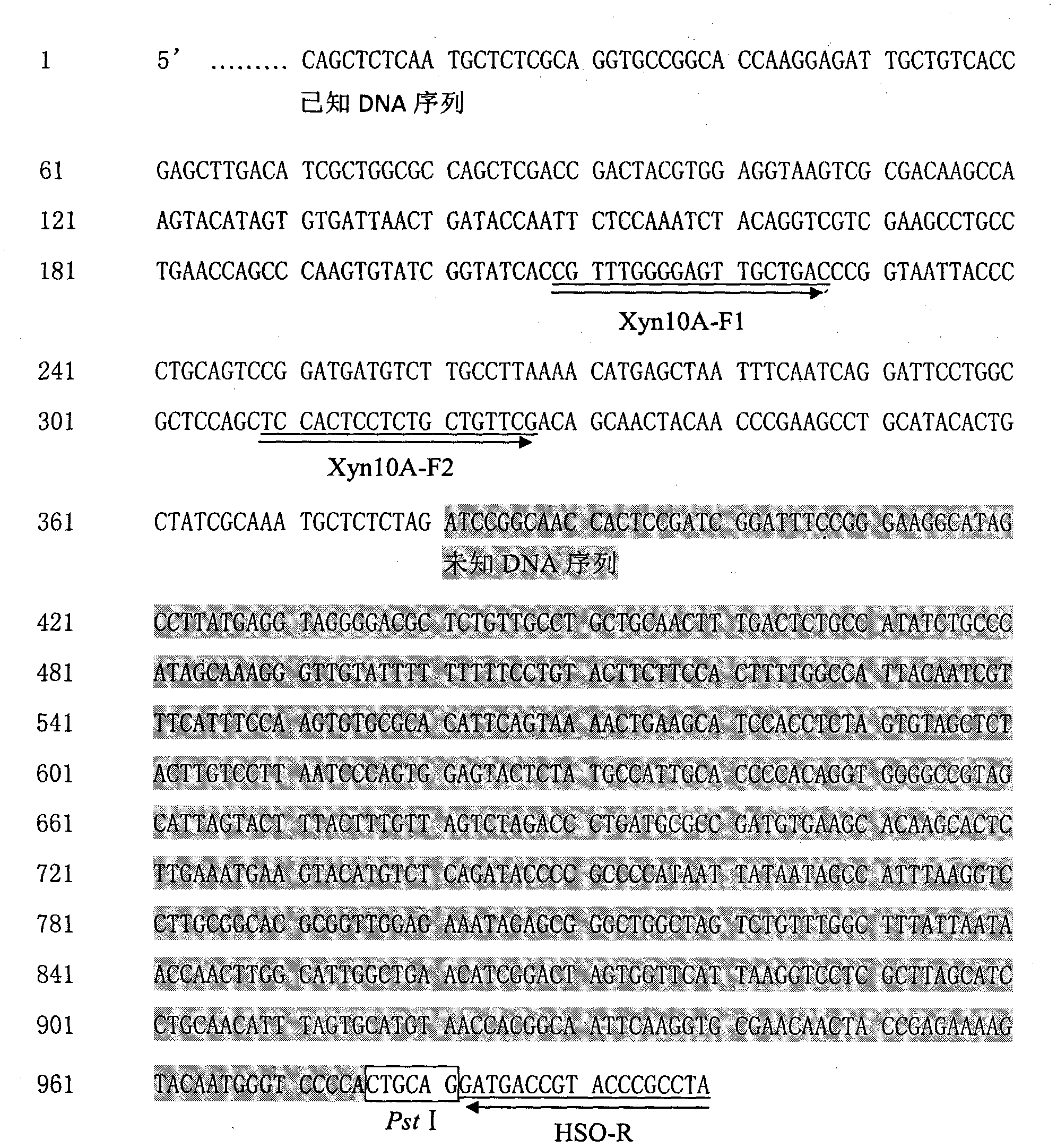 Hairpin structure-mediated method for determining unknown sequence of 3'-end flanking region