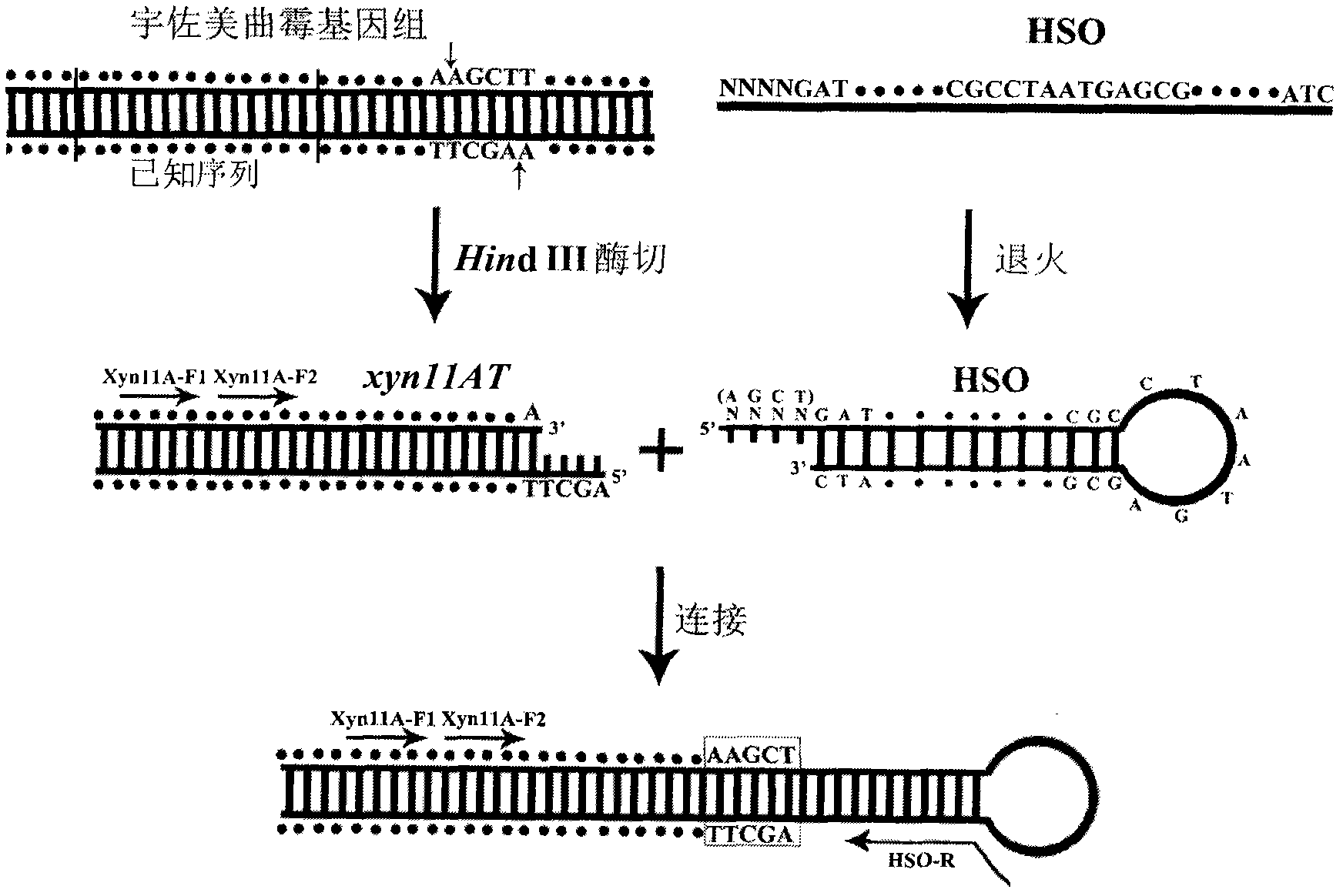 Hairpin structure-mediated method for determining unknown sequence of 3'-end flanking region