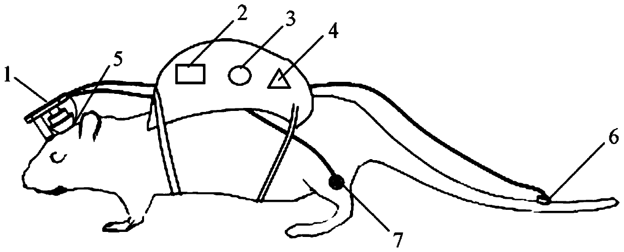 System for transcranial ultrasonic stimulation of mouse and synchronous acquisition of electroencephalogram and electromyogram signals