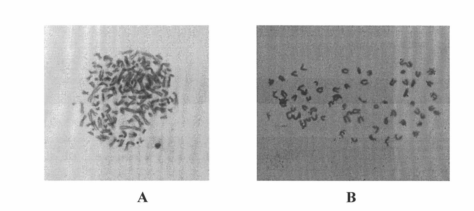 Human hepatoma carcinoma cell line and application thereof