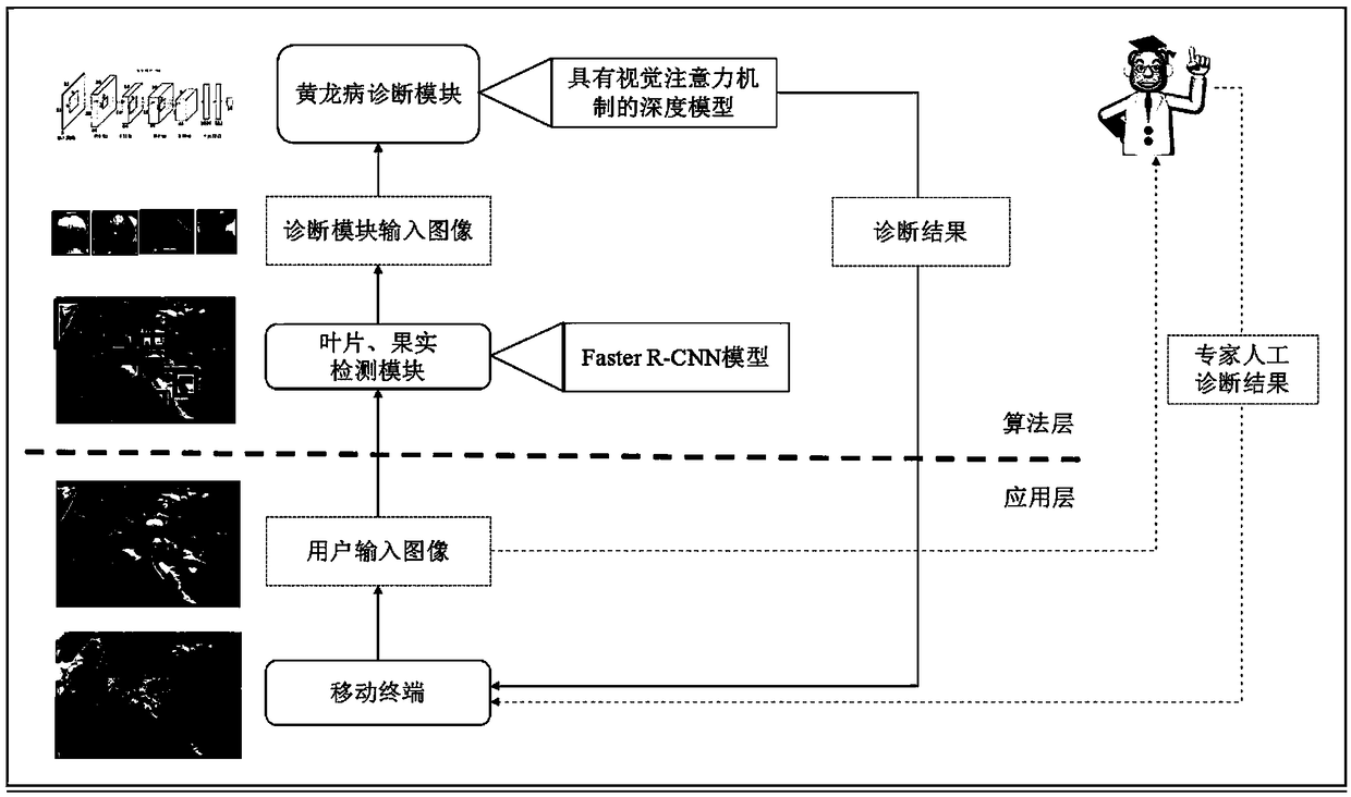 Candidatus Liberibacter spp. online rapid detection system and method based on deep learning