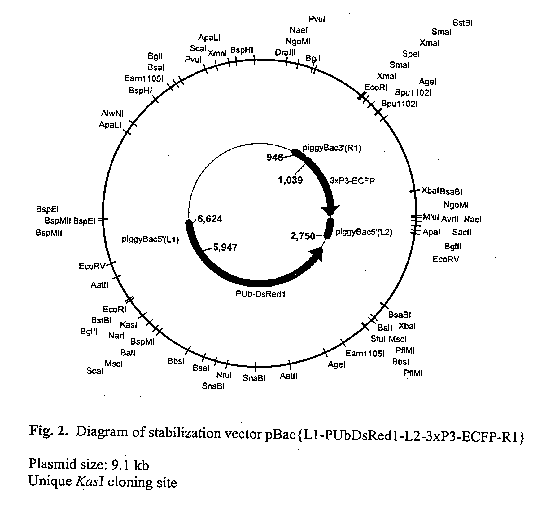 Systems for gene targeting and producing stable genomic transgene insertions