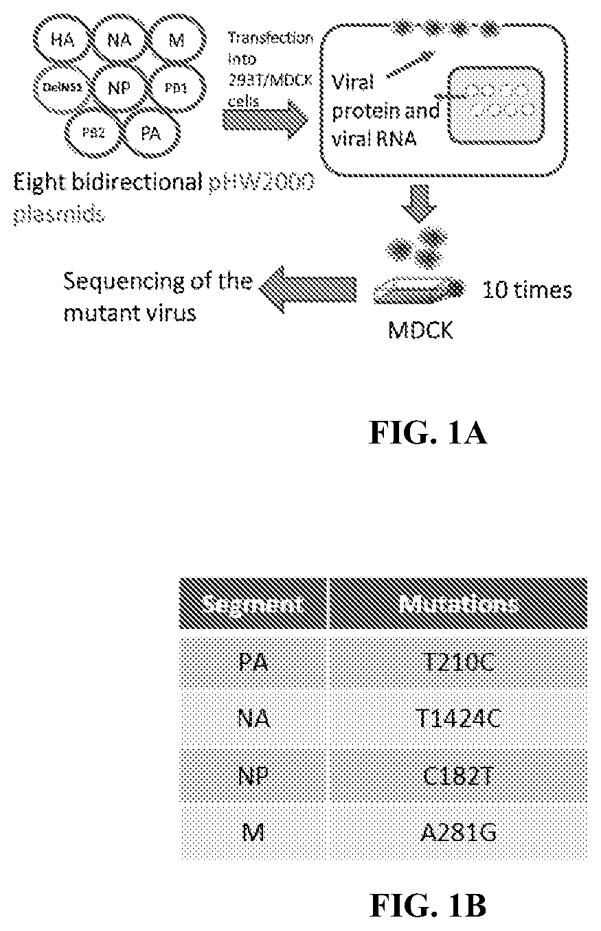 Live attenuated influenza b virus compositions methods of making and using thereof