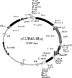 Flanking sequence of transgenic rice Kefeng No. 6 and qualitative PCR detection method