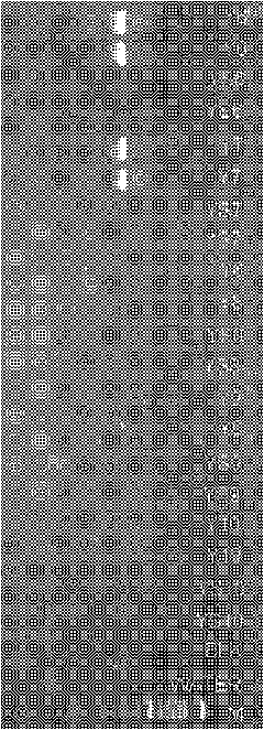 Flanking sequence of transgenic rice Kefeng No. 6 and qualitative PCR detection method