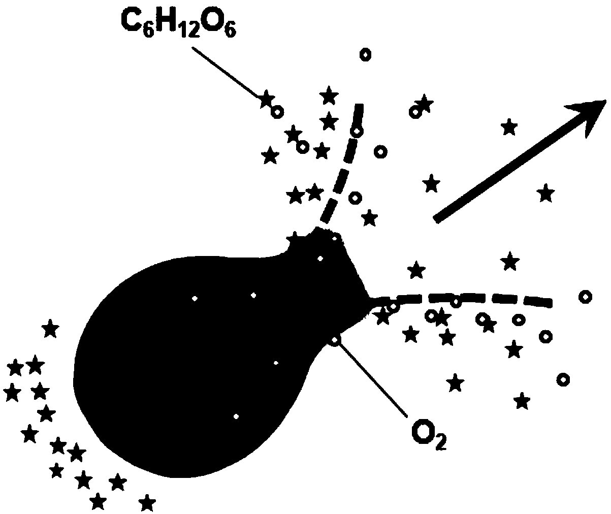 Enzyme-driven bottle-shaped nano-motor and preparation method thereof