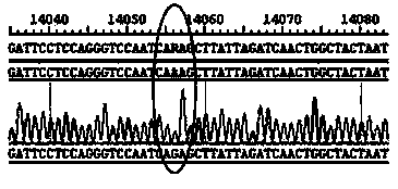 VII type Newcastle disease virus L-gene mutation attenuated vaccine strain and preparation method thereof