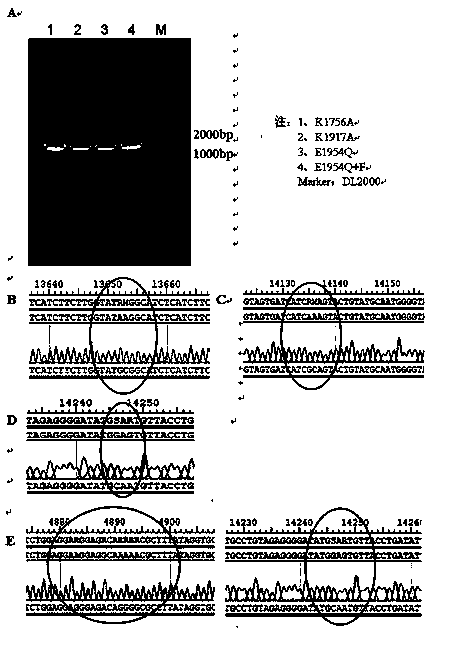 VII type Newcastle disease virus L-gene mutation attenuated vaccine strain and preparation method thereof