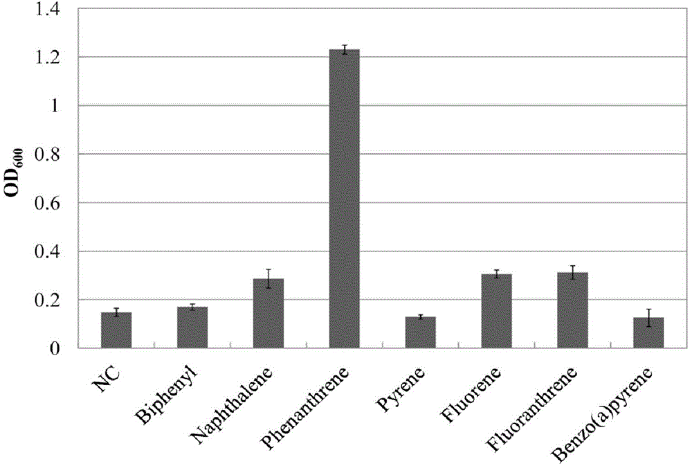 Achromobacter sp. strain for degradation of polycyclic aromatic hydrocarbon organic pollutants and application thereof