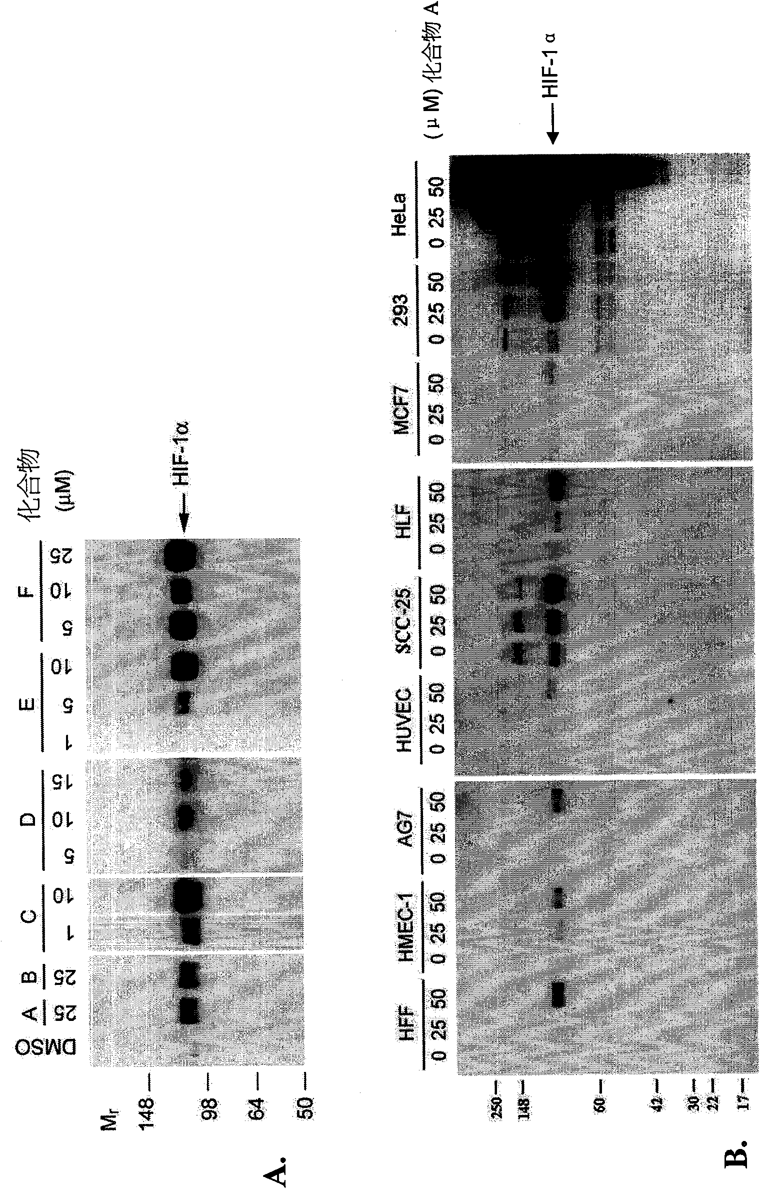 Stabilization of hypoxia inducible factor (HIF) alpha