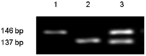 Molecular marker and application of agpl1 micro-controlling gene of rice amylose content