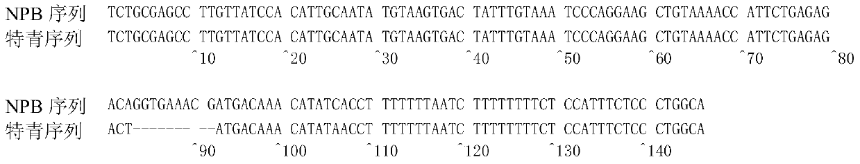 Molecular marker and application of agpl1 micro-controlling gene of rice amylose content