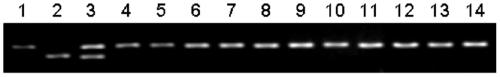 Molecular marker and application of agpl1 micro-controlling gene of rice amylose content