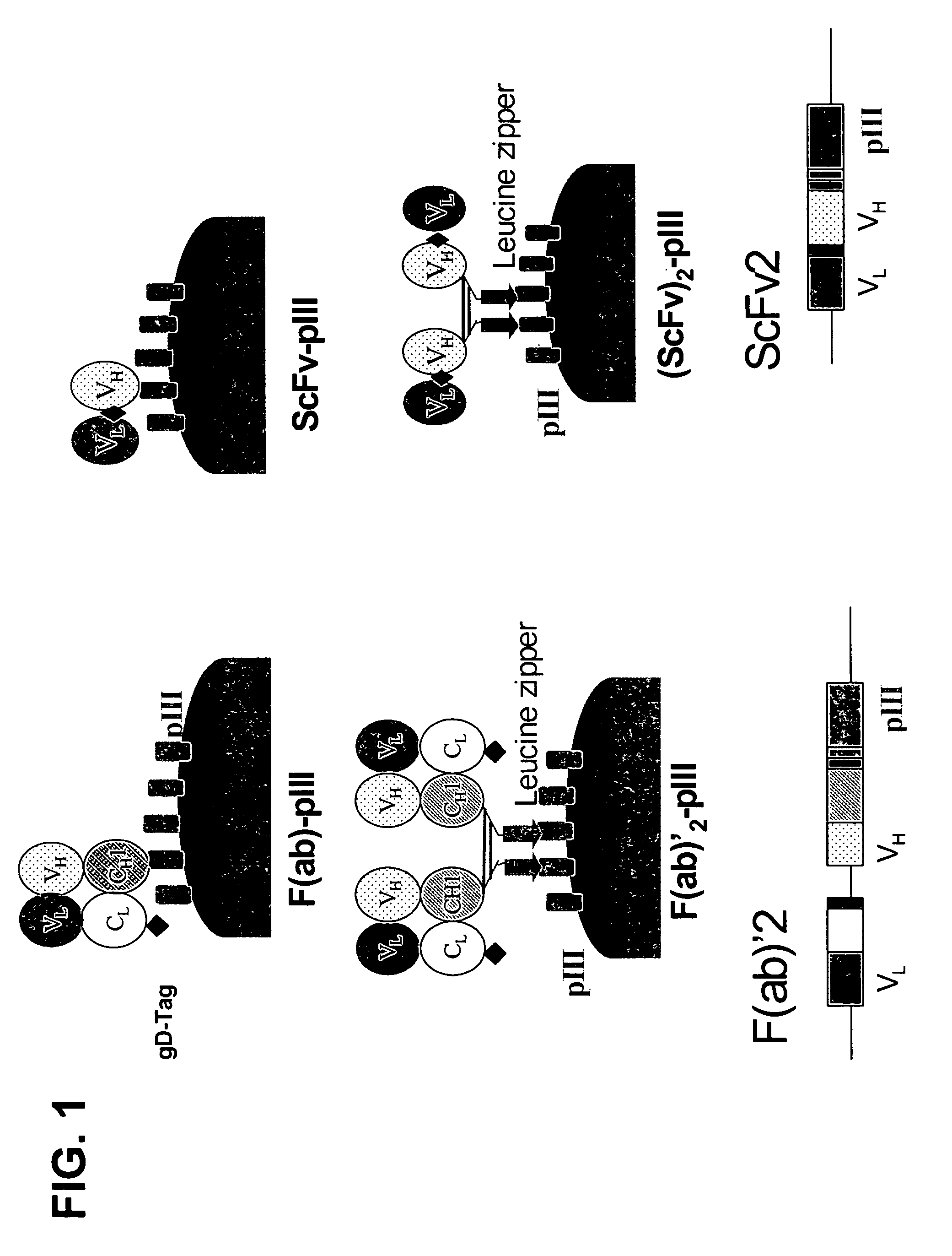 Anti-VEGF antibodies