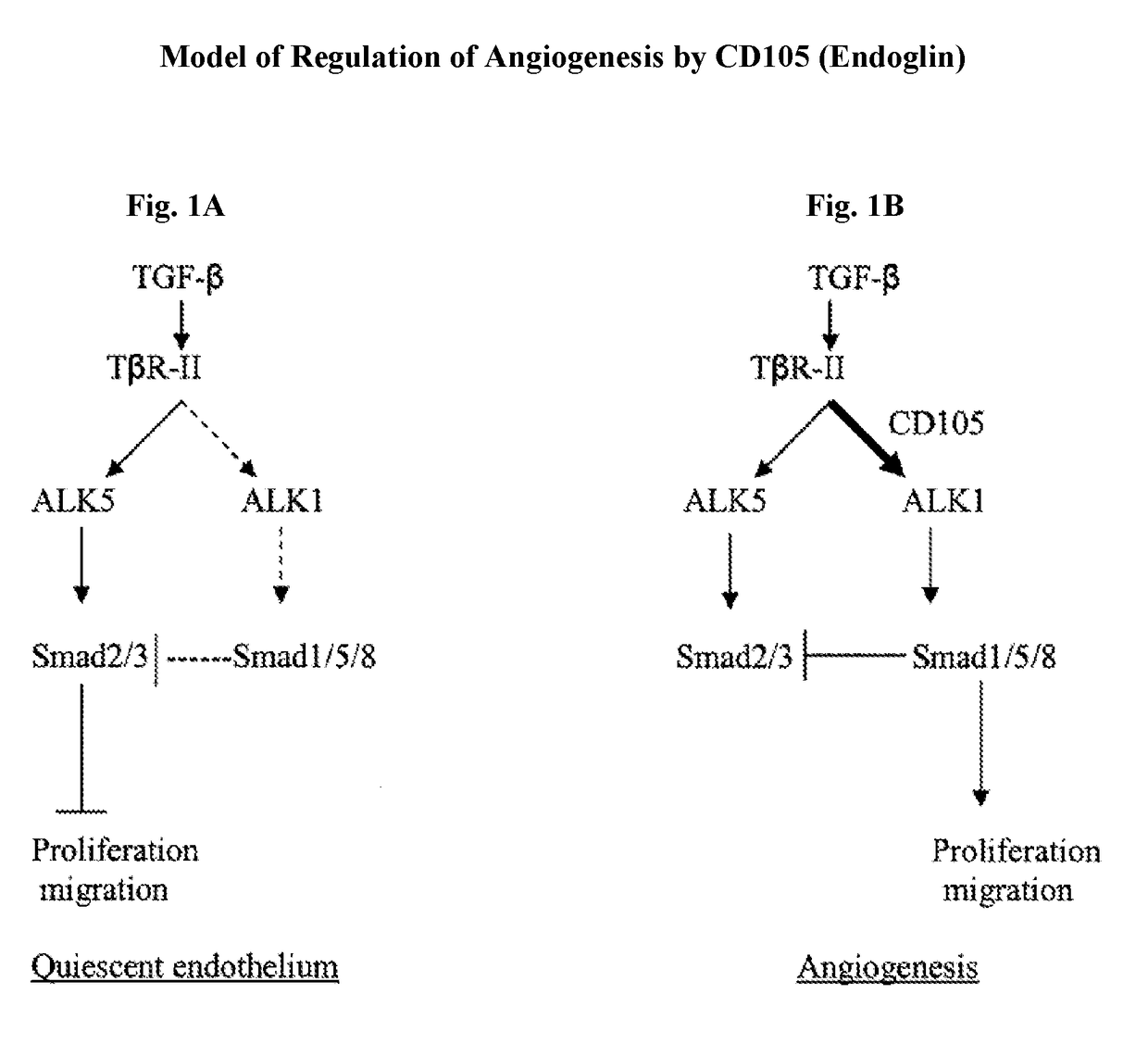 Combination therapy of cancer with Anti-endoglin antibodies and Anti-vegf agents