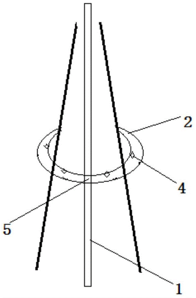 A cultivation method for improving the survival rate of metasequoia tree crown transplantation