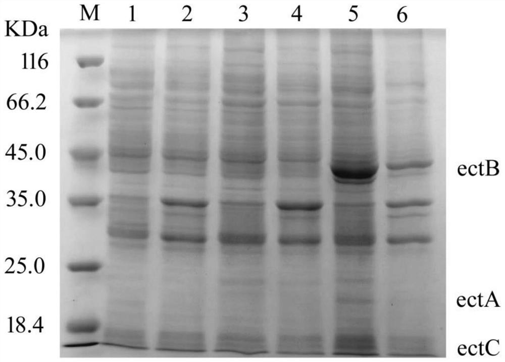 A kind of construction method of engineering strain for producing tetrahydropyrimidine by biological method