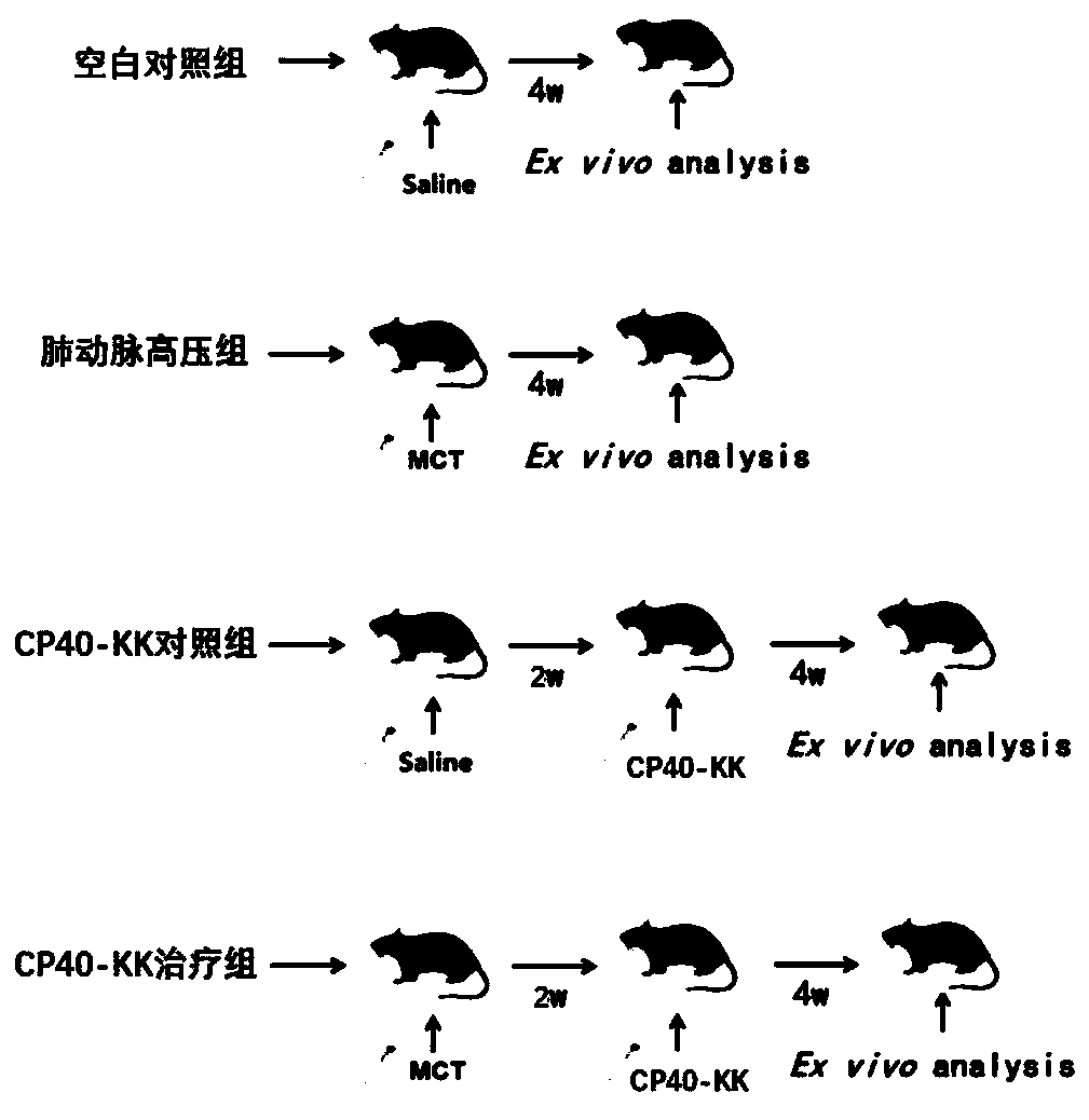 Application of complement C3 inhibitor CP40-KK in preparation of medicine for preventing and treating pulmonary arterial hypertension