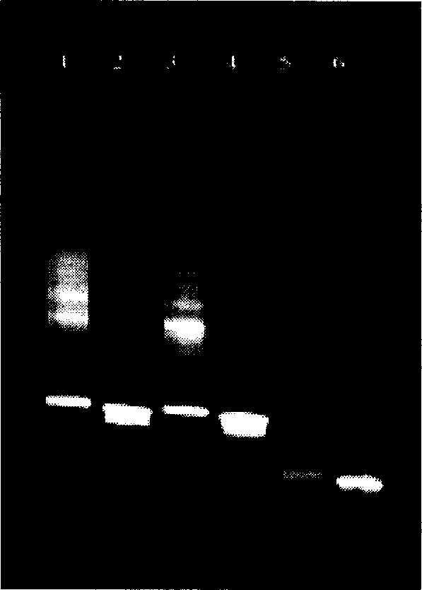 Detection of mispairing ratio of DNA polyase in PCR by denatured gradient gel electrophoresis