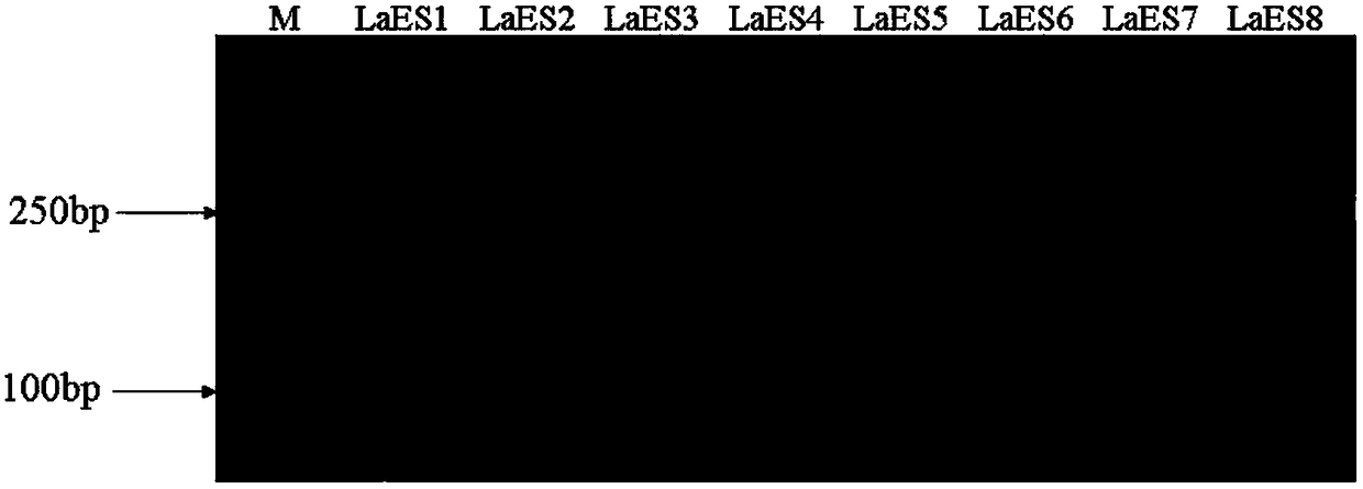 EST-SSR molecular marker developed based on lycoris aurea transcriptome sequence and application thereof