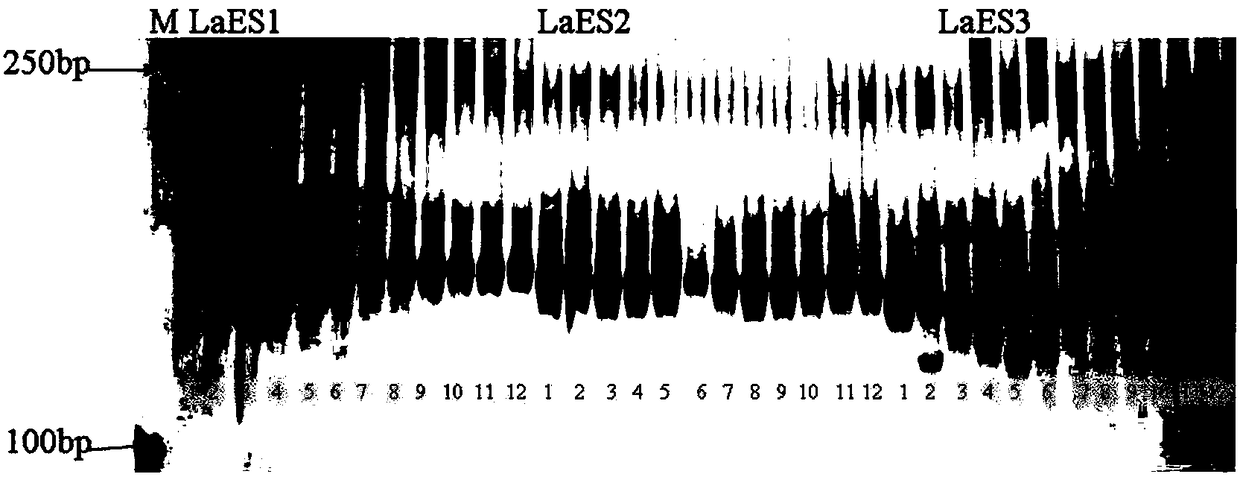 EST-SSR molecular marker developed based on lycoris aurea transcriptome sequence and application thereof