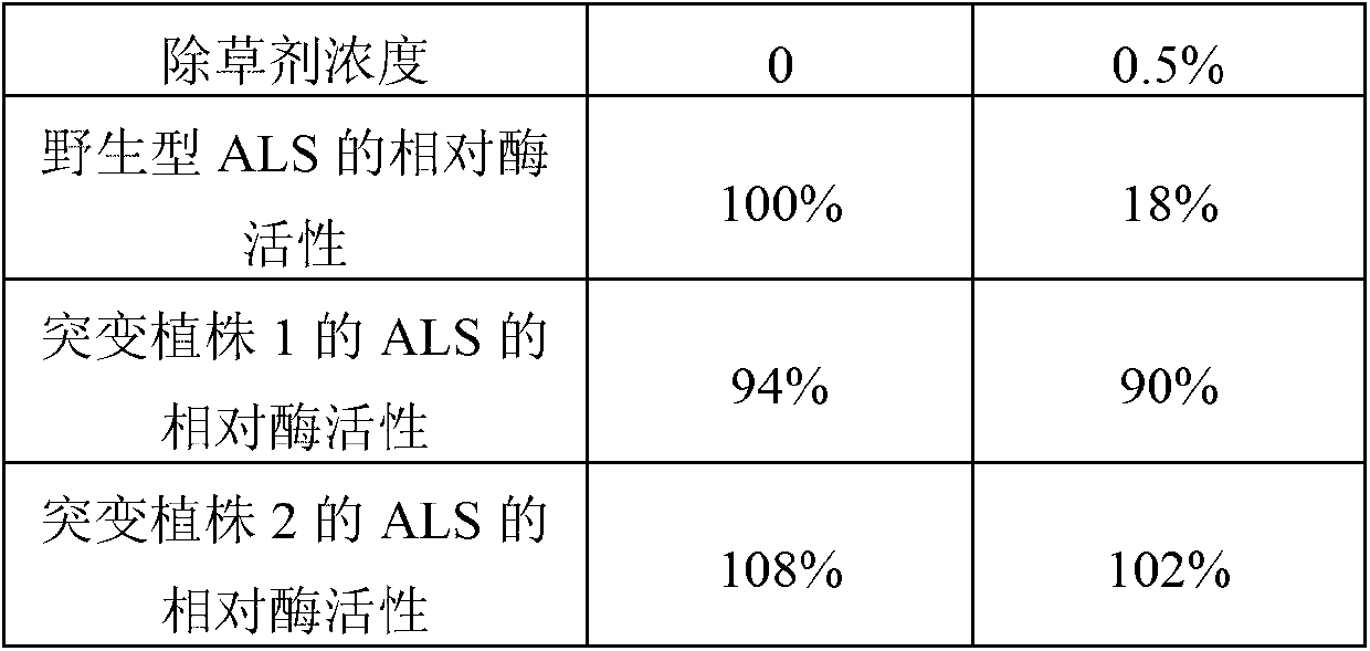 Herbicide-resistant corn protein and application thereof in plant breeding