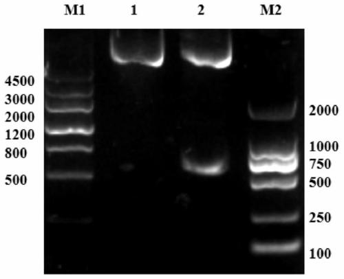 Chimeric antigen receptor and its gene and recombinant expression vector, carmsln-nkt cell and its preparation method and application