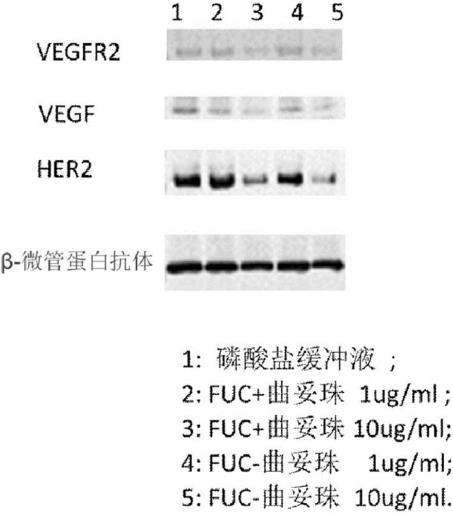 Fucose-removed anti-HER2 antibody and application thereof