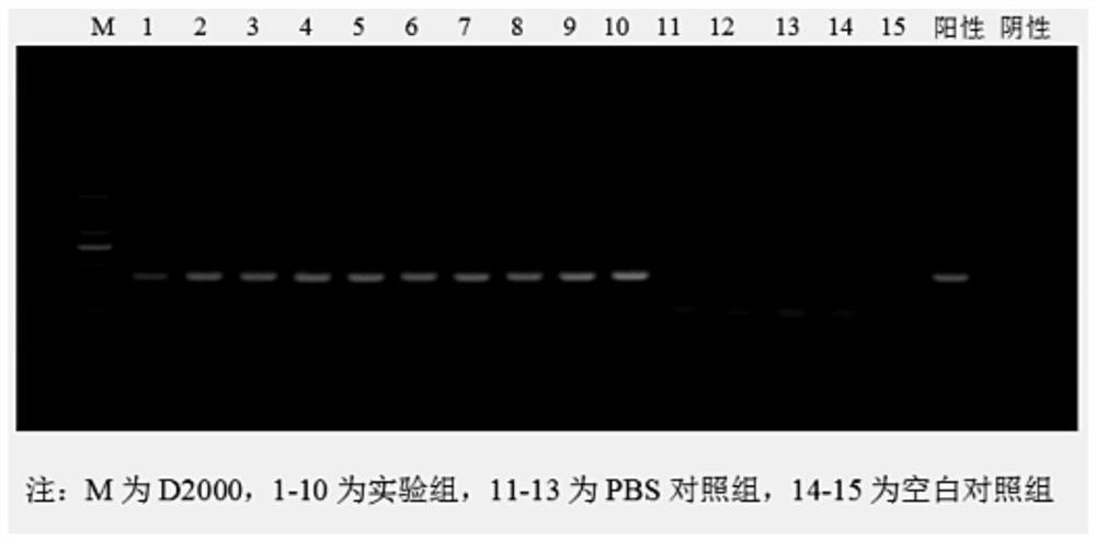 Construction and application of a guinea pig animal model infected with Streptococcus suis type 9