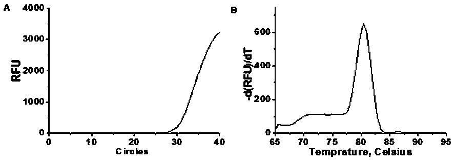 A specific primer and fluorescent quantitative detection kit for detecting the expression level of bovine mstn gene mRNA