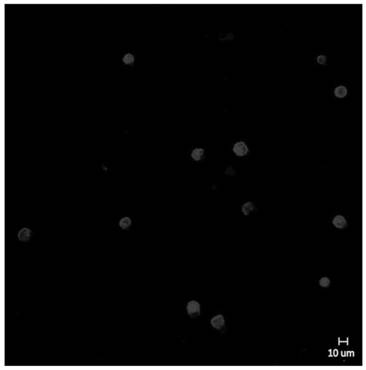 Female chicken primordial germ cell expansion in vitro culture system and application thereof