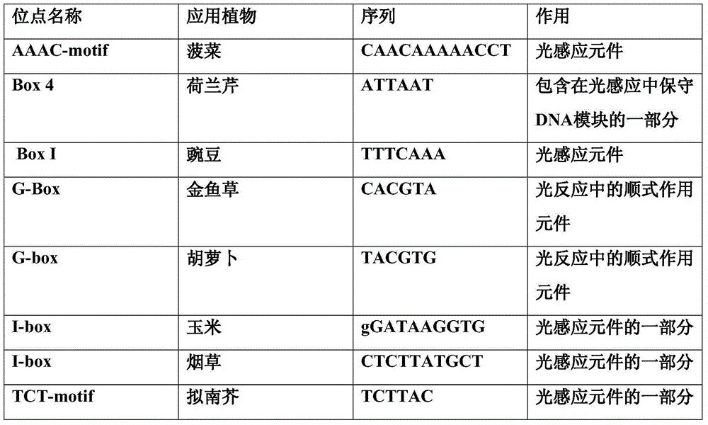 Plant pollen development specific promoter and application thereof