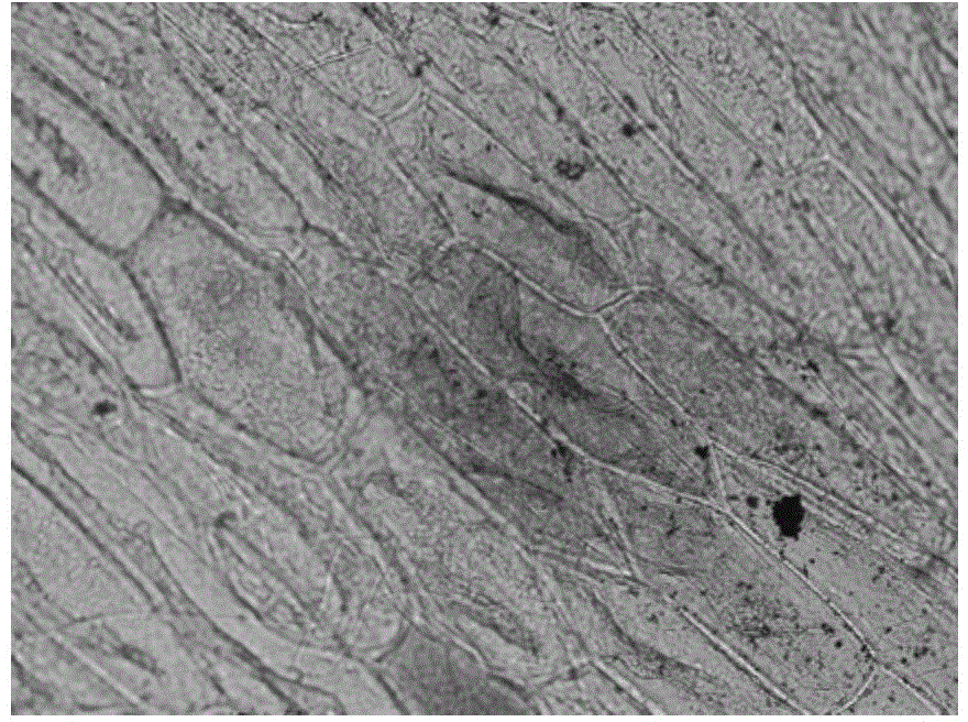 Plant pollen development specific promoter and application thereof