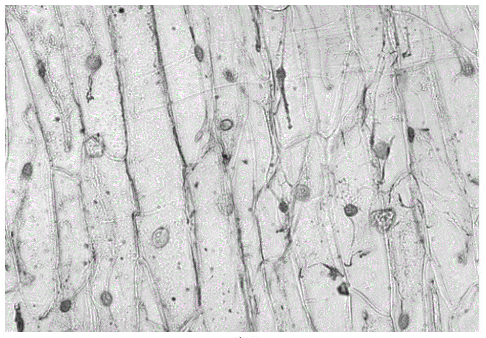 Plant pollen development specific promoter and application thereof