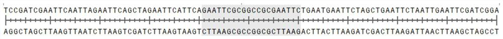 A dna molecular weight standard fragment amplification single-stranded primer, amplification method and preparation method of dna molecular weight standard